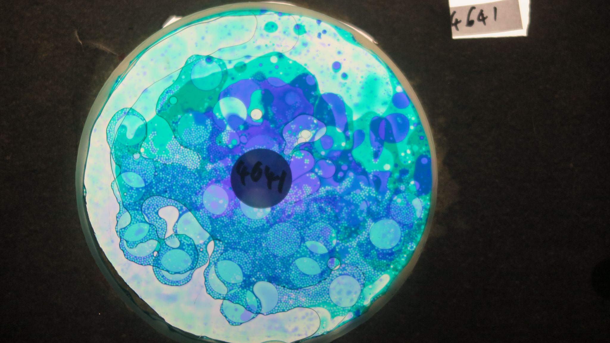 BV4641 bubble vision oil wheel